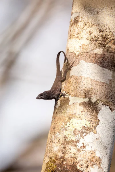 Lagarto anole marrón negro Anolis sagrei — Foto de Stock