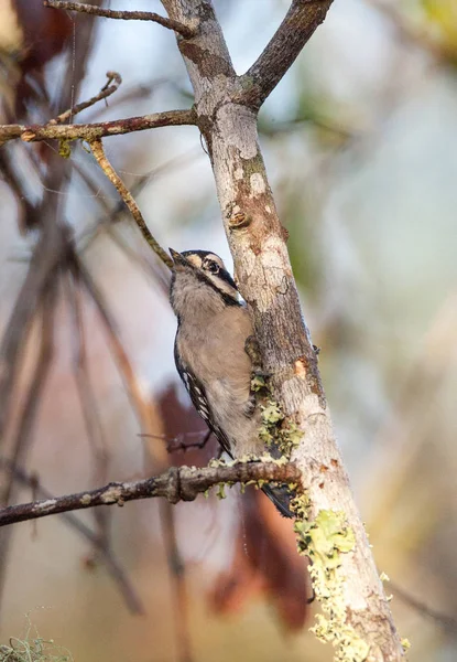 Valse woodpecker Picoides pubescens "perches" aan een boom — Stockfoto