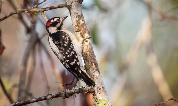 Tüylü ağaçkakan Picoides pubescens tünemiş bir ağaç üzerinde — Stok fotoğraf