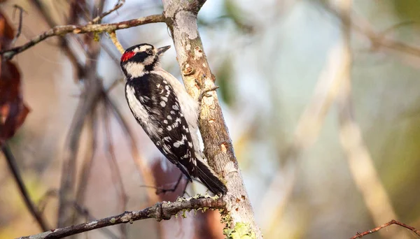 Tüylü ağaçkakan Picoides pubescens tünemiş bir ağaç üzerinde — Stok fotoğraf