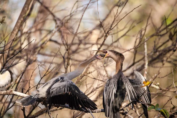 Masculino Anhinga pássaro chamado anhinga anhinga e cobra alimenta um m — Fotografia de Stock
