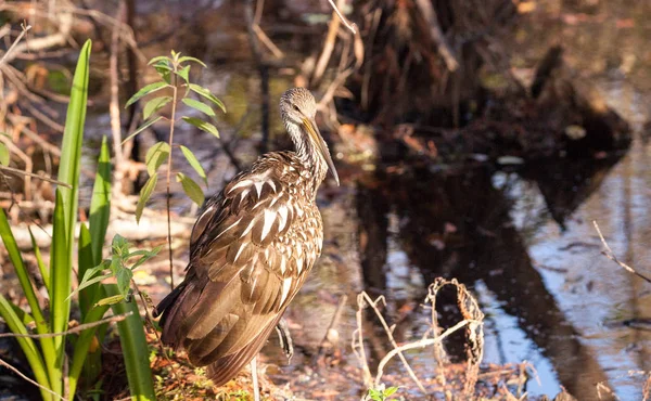 Limpkin 涉水鸟阿姆斯 guarauna — 图库照片