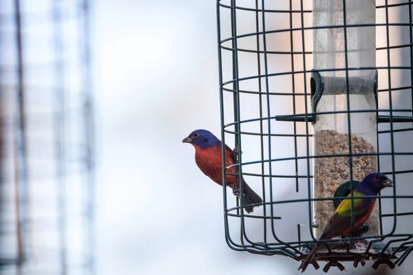 Bright Male Pictat bunting pasăre Passerina ciris — Fotografie, imagine de stoc