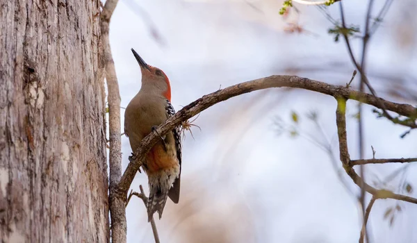 Burung pelatuk berperut merah Melanerpes carolinus — Stok Foto