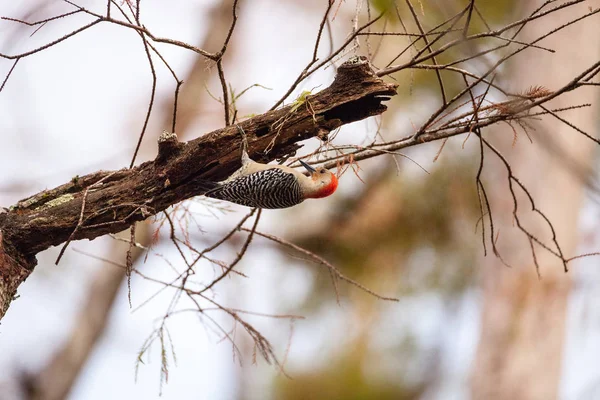 Red-bellied hackspett Melanerpes carolinus — Stockfoto