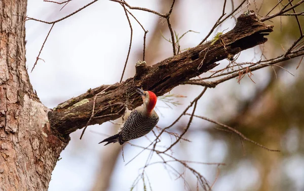 Pájaro carpintero de vientre rojo Melanerpes carolinus — Foto de Stock