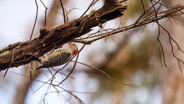 Краснобрюхий дятел Melanerpes carolinus — стоковое фото