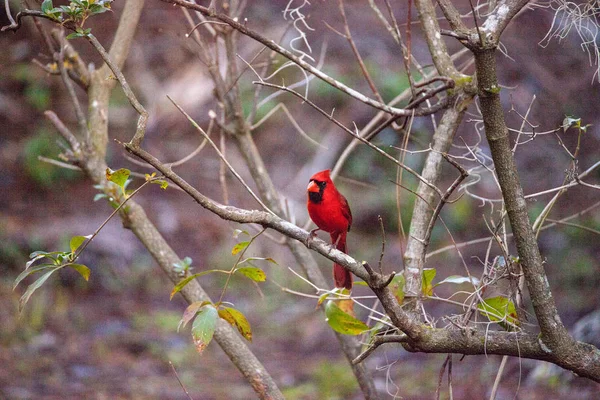 Pássaro cardeal do Norte vermelho macho Cardinalis cardinalis — Fotografia de Stock