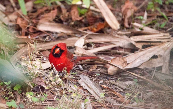 Male red Northern cardinal bird Cardinalis cardinalis