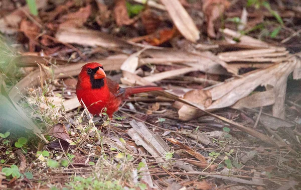 Koiras punainen kardinaali lintu Cardinalis cardinalis — kuvapankkivalokuva