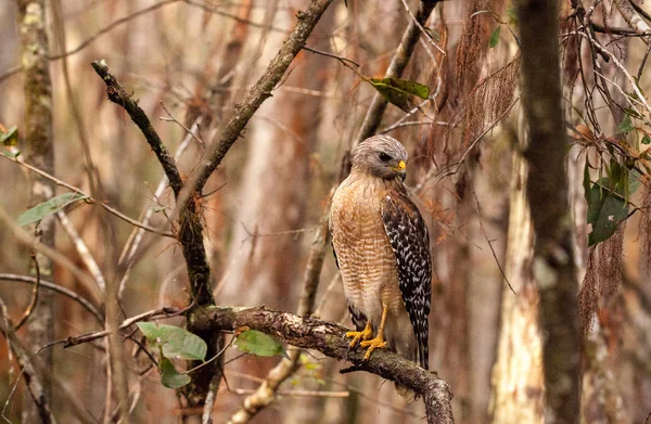 Halcón de hombros rojos Buteo lineatus caza presas — Foto de Stock