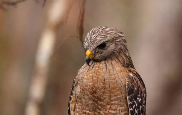 Red shouldered Hawk Buteo lineatus hunts for prey — Stock Photo, Image