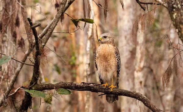 Red schouders Hawk Buteo lineatus voor prooi jaagt — Stockfoto