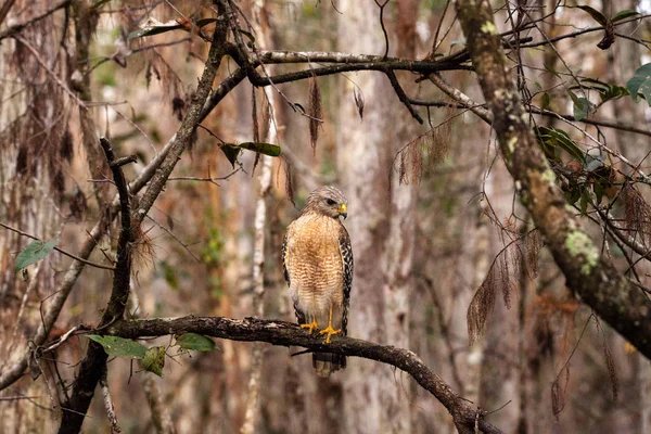 Czerwony shouldered Hawk Buteo Szczupieńczyk pręgowany poluje na zdobycz — Zdjęcie stockowe