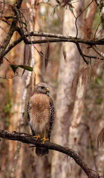 Czerwony shouldered Hawk Buteo Szczupieńczyk pręgowany poluje na zdobycz — Zdjęcie stockowe