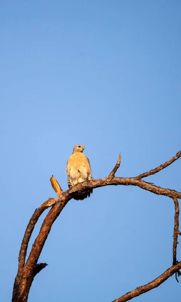 Κόκκινη προεξοχή Hawk Buteo lineatus — Φωτογραφία Αρχείου