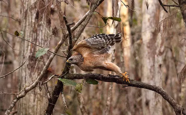 Czerwony shouldered Hawk Buteo Szczupieńczyk pręgowany poluje na zdobycz — Zdjęcie stockowe