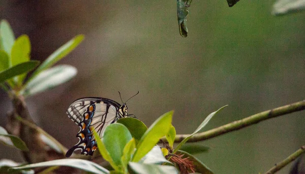 Papillon à queue d'hirondelle tigrée Papilio glaucus — Photo