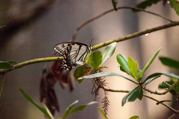 Тигр Swallowtail метелик главку вітрильник-Папілій — стокове фото