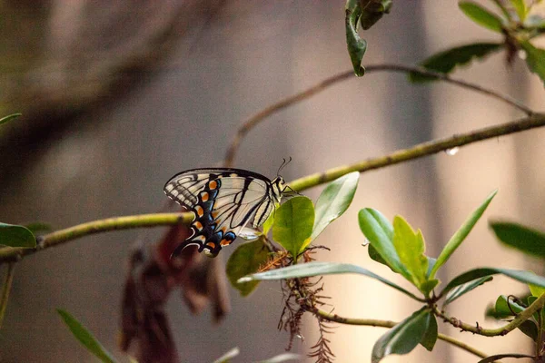 Papillon à queue d'hirondelle tigrée Papilio glaucus — Photo