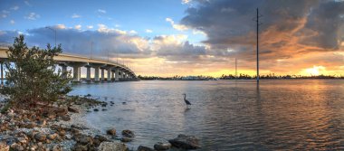 Büyük mavi balıkçıl Ardea herodias suda güneş s olarak duruyor.
