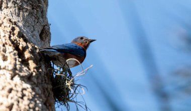 Doğu bluebird sialia sialis