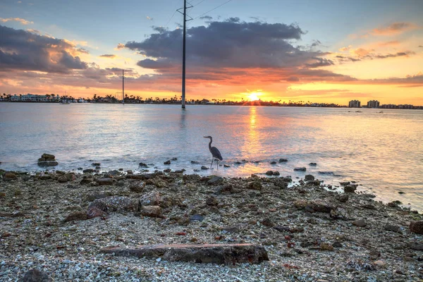 Tall Great blue heron Ardea herodias stands in front of a sunset — Stock Photo, Image