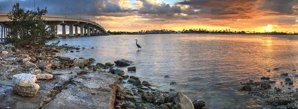 Great blue heron Ardea herodias stands in the water as the sun s — Stock Photo, Image