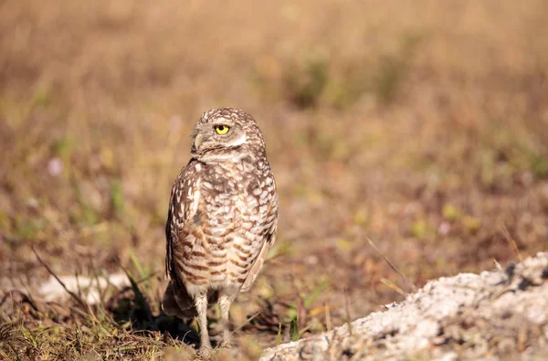 Üregi bagoly Athene cunicularia ült kívül a burrow — Stock Fotó