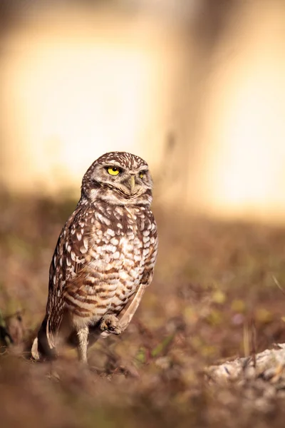 Gravende uil Athene cunicularia zat buiten haar hol — Stockfoto