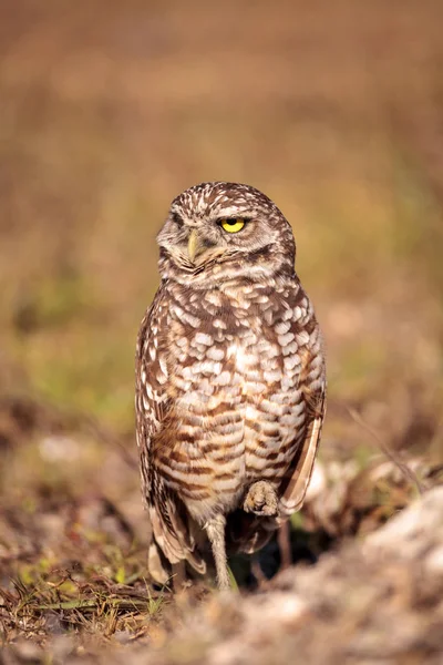 Prärieuggla Athene cunicularia uppflugen utanför sin håla — Stockfoto