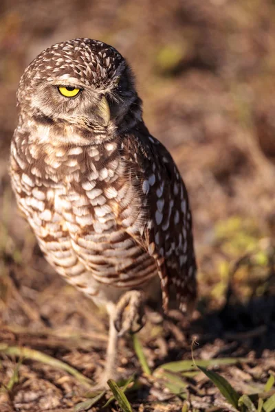 Grabkauz athene cunicularia hockt außerhalb seines Grabens — Stockfoto