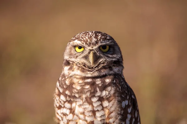 Burrowing owl Athene cunicularia perched outside its burrow — Stock Photo, Image