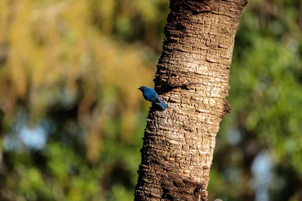 Uccello azzurro orientale Sialia sialis — Foto Stock