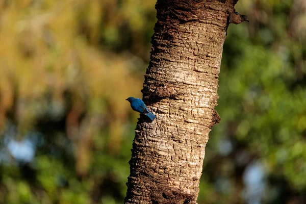 Uccello azzurro orientale Sialia sialis — Foto Stock