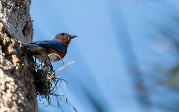 Восточная голубая птица Sialia sialis — стоковое фото