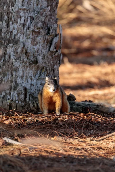 Östliches Fuchshörnchen sciurus niger r — Stockfoto