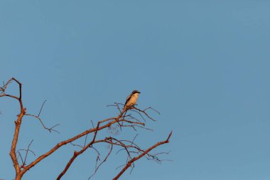 Caretta örümcek kuşu kuş kuşu ludovicianus 