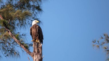 Yetişkin kel kartal Haliaeetus leucocephalus bekçi duruyor