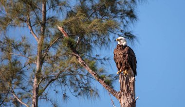 Yetişkin kel kartal Haliaeetus leucocephalus bekçi duruyor
