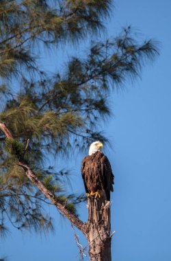 Yetişkin kel kartal Haliaeetus leucocephalus bekçi duruyor