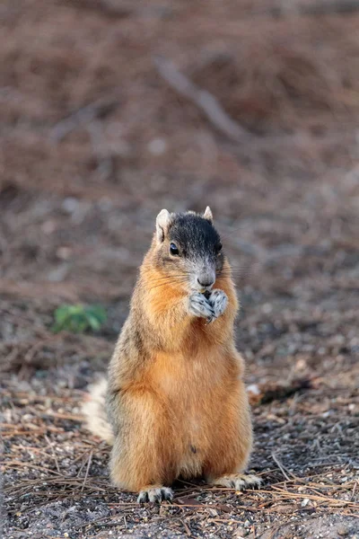 Esquilo da Raposa Oriental Sciurus niger r — Fotografia de Stock