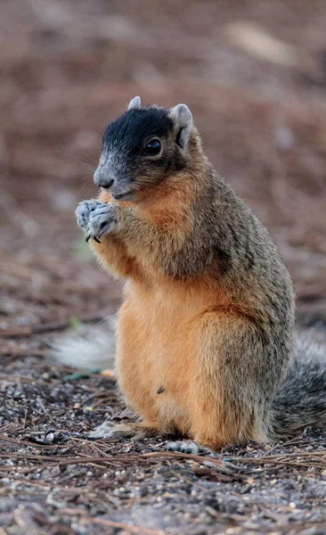 Itäinen kettu orava Sciurus niger r — kuvapankkivalokuva