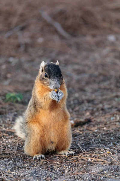 Zorro oriental ardilla Sciurus niger r — Foto de Stock