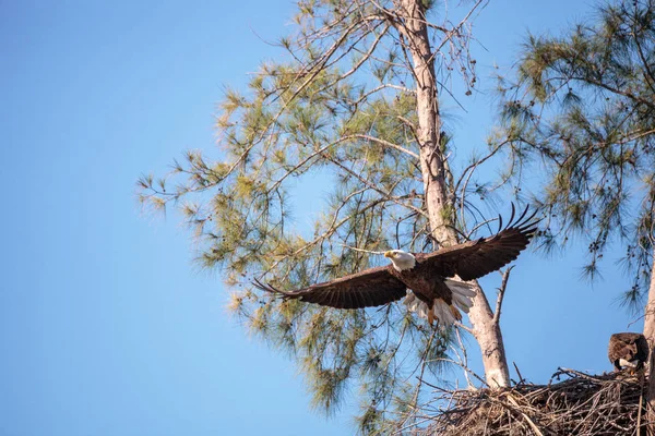 Águila calva adulta voladora Haliaeetus leucocephalus —  Fotos de Stock