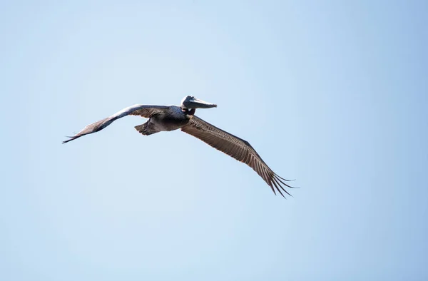 Brown pelican Pelecanus occidentalis flies — Stock Photo, Image