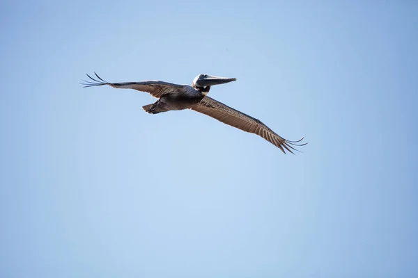 Bruine pelikaan Pelecanus occidentalis vliegt — Stockfoto