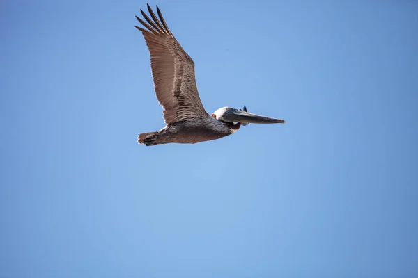 갈색 펠리 칸 Pelecanus occidentalis 파리 — 스톡 사진