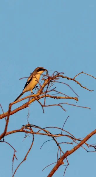 Caretta örümcek kuşu kuş kuşu ludovicianus — Stok fotoğraf