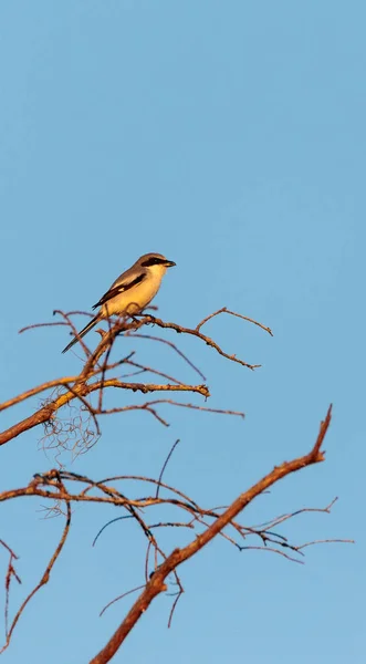 Cabeza de garrote ave Lanius ludovicianus — Foto de Stock